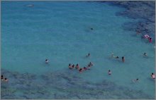 coral reefs swimming